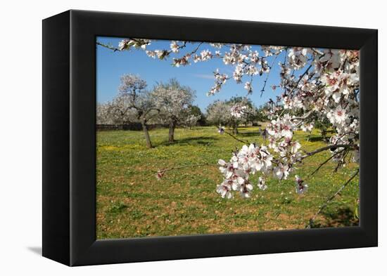 Almond blossom time, Majorca, Balearic Islands, Spain, Europe-Hans-Peter Merten-Framed Premier Image Canvas