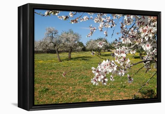Almond blossom time, Majorca, Balearic Islands, Spain, Europe-Hans-Peter Merten-Framed Premier Image Canvas