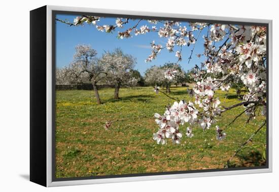 Almond blossom time, Majorca, Balearic Islands, Spain, Europe-Hans-Peter Merten-Framed Premier Image Canvas