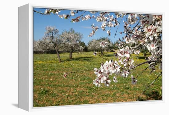 Almond blossom time, Majorca, Balearic Islands, Spain, Europe-Hans-Peter Merten-Framed Premier Image Canvas