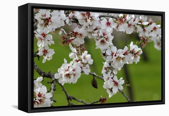 Almond blossom time, Majorca, Balearic Islands, Spain, Europe-Hans-Peter Merten-Framed Premier Image Canvas