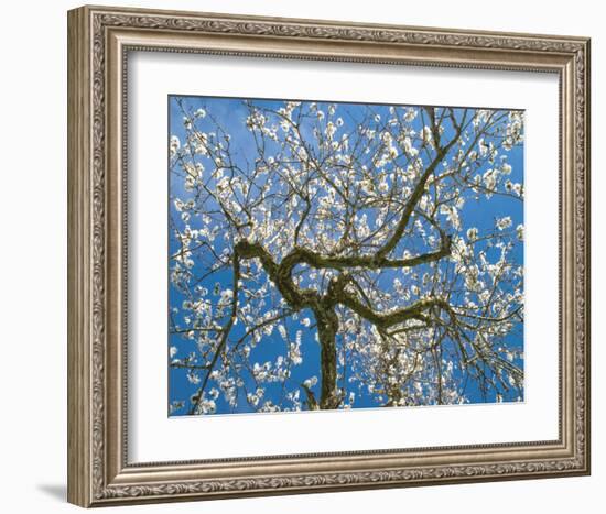 Almond Blossoms in Spring-null-Framed Art Print