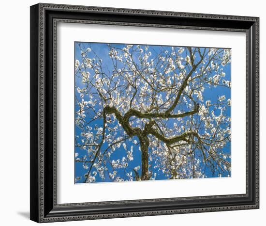 Almond Blossoms in Spring-null-Framed Art Print