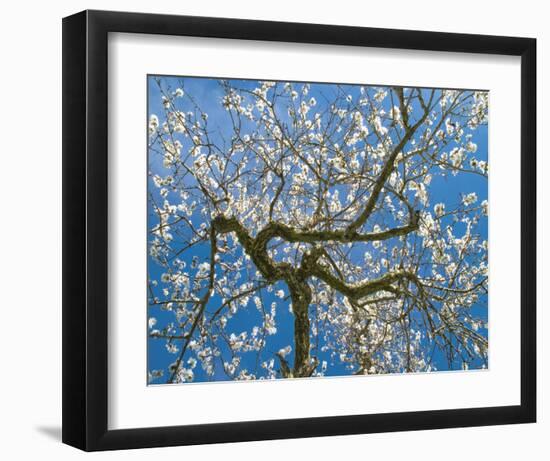 Almond Blossoms in Spring-null-Framed Art Print