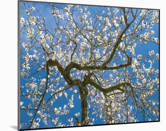 Almond Blossoms in Spring-null-Mounted Art Print