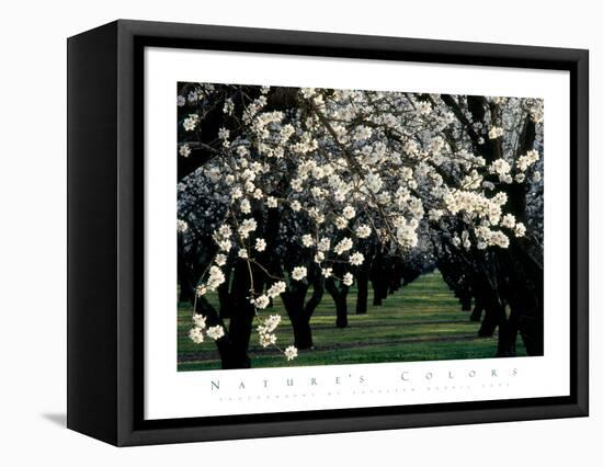 Almond Blossoms-unknown unknown-Framed Stretched Canvas