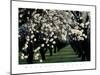 Almond Blossoms-unknown unknown-Mounted Photo