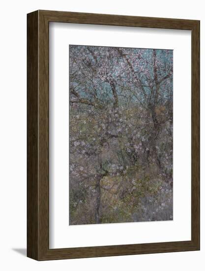 Almond Grove I-Doug Chinnery-Framed Photographic Print