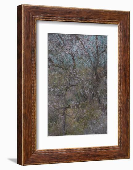 Almond Grove I-Doug Chinnery-Framed Photographic Print