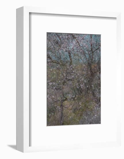 Almond Grove I-Doug Chinnery-Framed Photographic Print