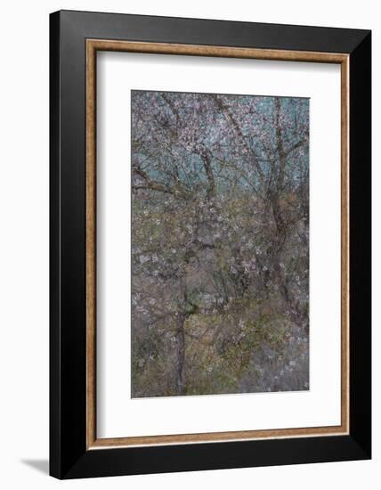 Almond Grove I-Doug Chinnery-Framed Photographic Print