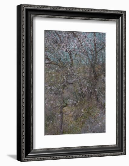 Almond Grove I-Doug Chinnery-Framed Photographic Print