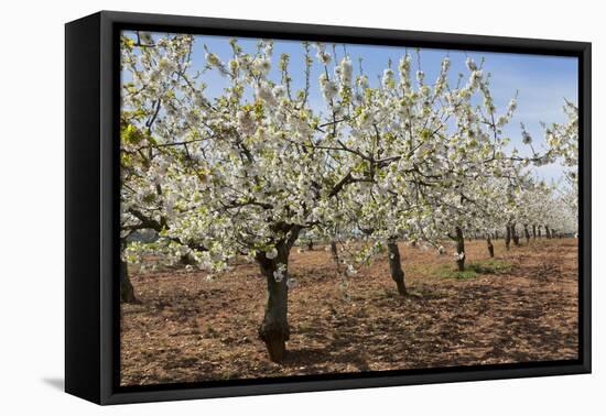 Almond Orchard in Blossom, Puglia, Italy, Europe-Martin-Framed Premier Image Canvas