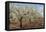 Almond Orchard in Blossom, Puglia, Italy, Europe-Martin-Framed Premier Image Canvas