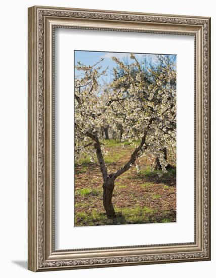 Almond Orchard in Blossom, Puglia, Italy, Europe-Martin-Framed Photographic Print