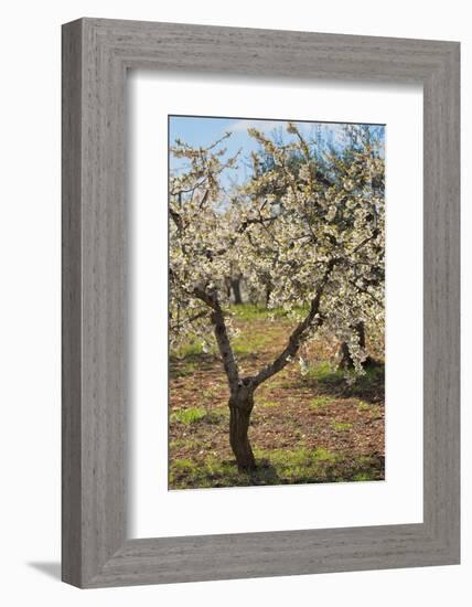 Almond Orchard in Blossom, Puglia, Italy, Europe-Martin-Framed Photographic Print