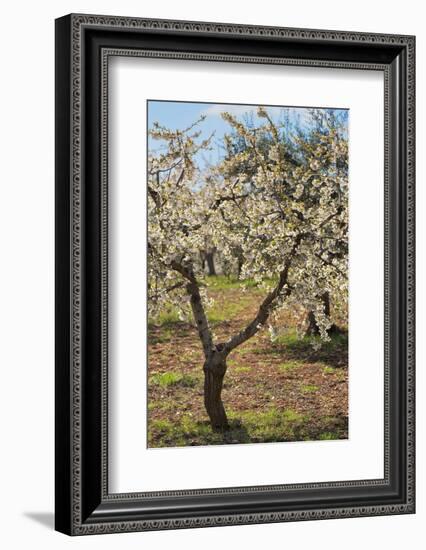 Almond Orchard in Blossom, Puglia, Italy, Europe-Martin-Framed Photographic Print