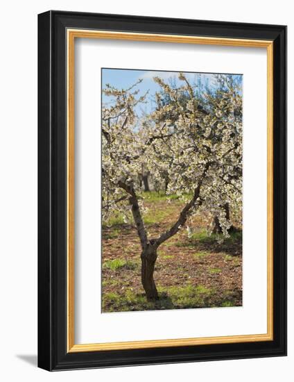 Almond Orchard in Blossom, Puglia, Italy, Europe-Martin-Framed Photographic Print