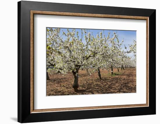 Almond Orchard in Blossom, Puglia, Italy, Europe-Martin-Framed Photographic Print