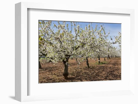 Almond Orchard in Blossom, Puglia, Italy, Europe-Martin-Framed Photographic Print