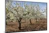 Almond Orchard in Blossom, Puglia, Italy, Europe-Martin-Mounted Photographic Print