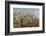 Almond Orchard in Blossom, Puglia, Italy, Europe-Martin-Framed Photographic Print