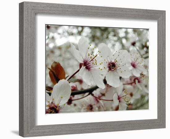 Almond (Prunus Dulcis)-Tony Craddock-Framed Photographic Print