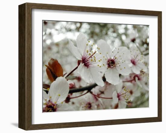 Almond (Prunus Dulcis)-Tony Craddock-Framed Photographic Print