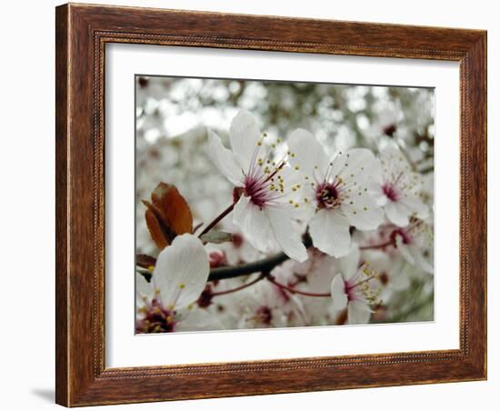 Almond (Prunus Dulcis)-Tony Craddock-Framed Photographic Print