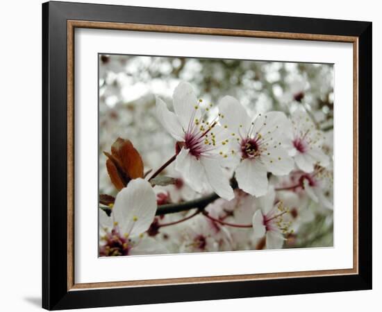 Almond (Prunus Dulcis)-Tony Craddock-Framed Photographic Print