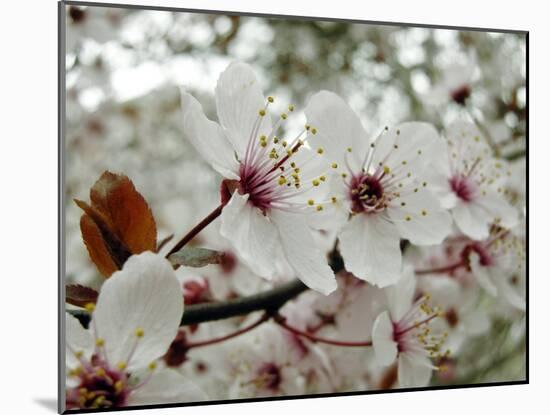 Almond (Prunus Dulcis)-Tony Craddock-Mounted Photographic Print