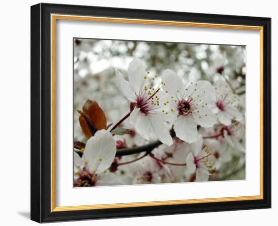 Almond (Prunus Dulcis)-Tony Craddock-Framed Photographic Print