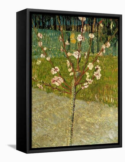 Almond Tree in Blossom, 1888-Vincent van Gogh-Framed Premier Image Canvas