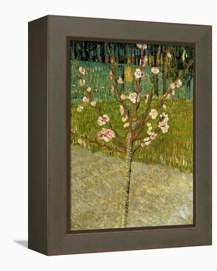 Almond Tree in Blossom, 1888-Vincent van Gogh-Framed Premier Image Canvas