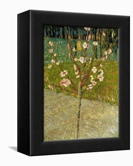 Almond Tree in Blossom, 1888-Vincent van Gogh-Framed Premier Image Canvas