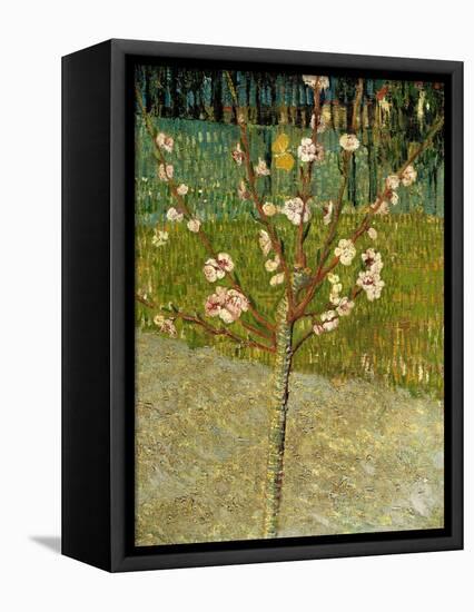 Almond Tree in Blossom, 1888-Vincent van Gogh-Framed Premier Image Canvas