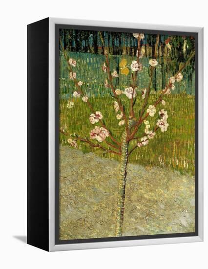 Almond Tree in Blossom, 1888-Vincent van Gogh-Framed Premier Image Canvas