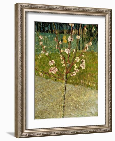 Almond Tree in Blossom, 1888-Vincent van Gogh-Framed Giclee Print