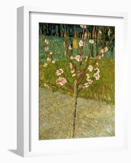 Almond Tree in Blossom, 1888-Vincent van Gogh-Framed Giclee Print