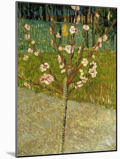 Almond Tree in Blossom, 1888-Vincent van Gogh-Mounted Giclee Print