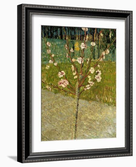 Almond Tree in Blossom, 1888-Vincent van Gogh-Framed Giclee Print