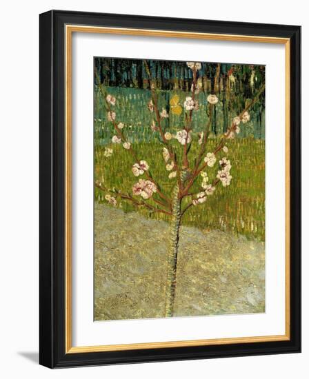 Almond Tree in Blossom, 1888-Vincent van Gogh-Framed Giclee Print