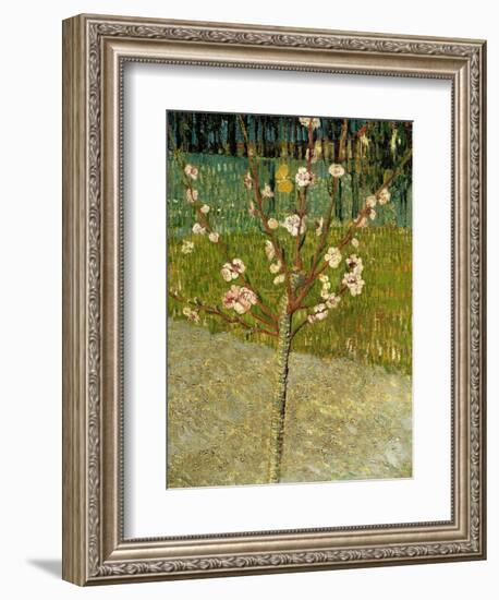 Almond Tree in Blossom, 1888-Vincent van Gogh-Framed Giclee Print