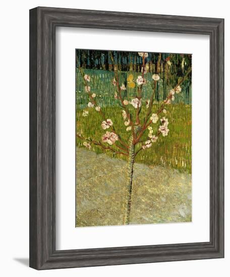 Almond Tree in Blossom, 1888-Vincent van Gogh-Framed Giclee Print