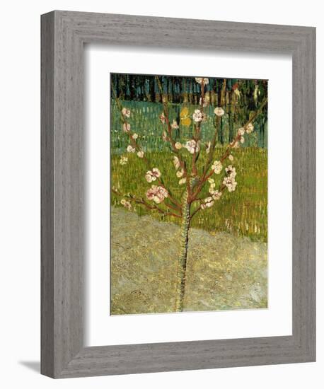 Almond Tree in Blossom, 1888-Vincent van Gogh-Framed Giclee Print