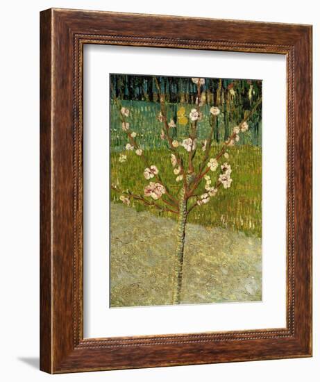 Almond Tree in Blossom, 1888-Vincent van Gogh-Framed Giclee Print