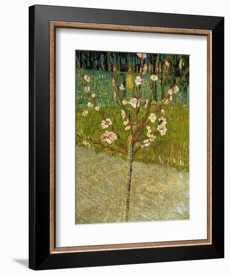 Almond Tree in Blossom, 1888-Vincent van Gogh-Framed Giclee Print