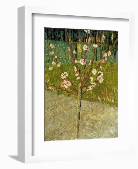 Almond Tree in Blossom, 1888-Vincent van Gogh-Framed Giclee Print