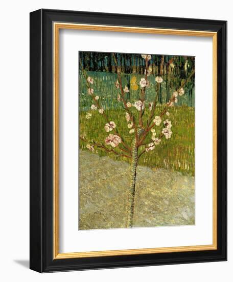 Almond Tree in Blossom, 1888-Vincent van Gogh-Framed Giclee Print