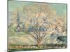 Almond Tree in Blossom (Oil on Canvas)-Alson Skinner Clark-Mounted Giclee Print